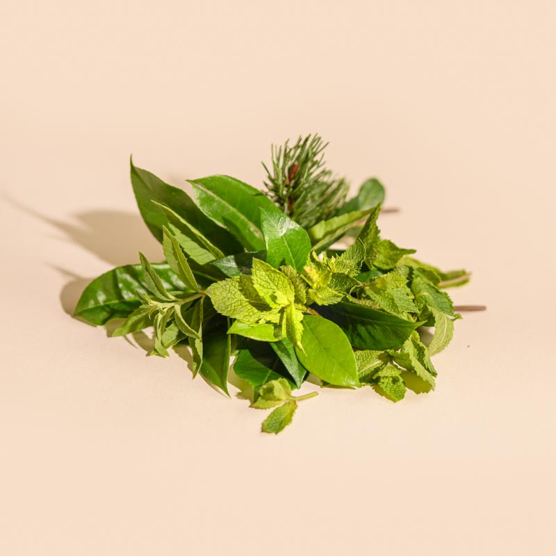 Diffuseur à bâtonnets Feuille de Menthe 100ml